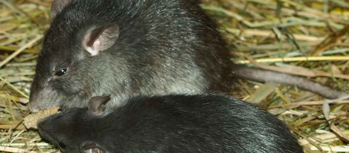 ADN-06-3D-rattus-rattus